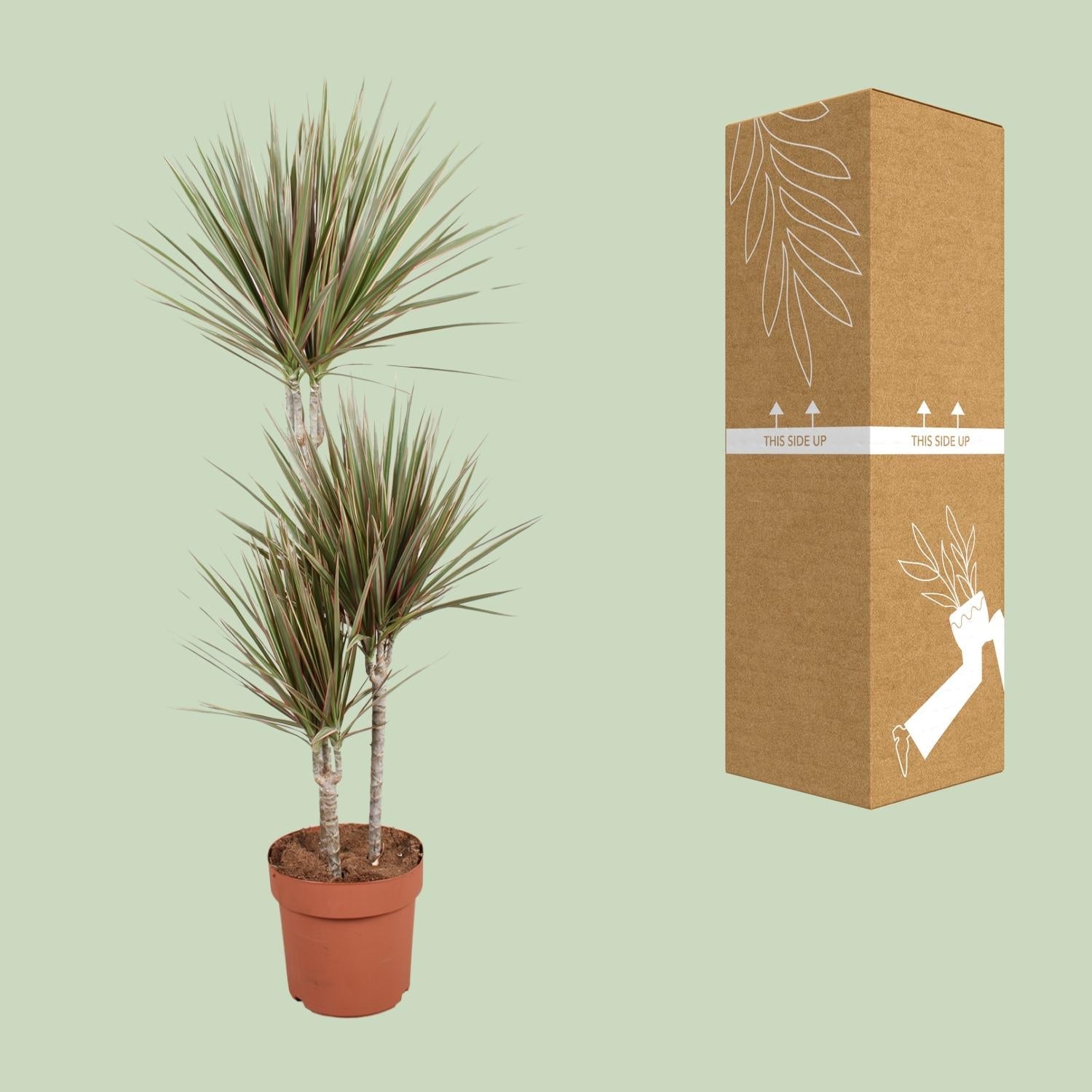 Drachenbaum - Dracaena Bicolor - Zimmerpflanze - Ø21cm - ↕120cm 