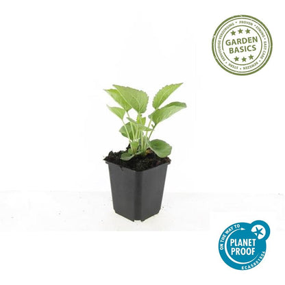 Rotblühender Scheinsonnenhut Echinacea p. 'Magnus' – ↕10-25cm – Ø9cm – 20 Pflanzen – Winterharte Staude – Bienenfreundlich – Für sonnige Beete & Wildblumenwiesen
