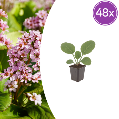 Schusterblume Bergenia cordifolia – 48 Pflanzen – 10-25cm – Ø9cm – Immergrüne Staude mit rosa Blüten – Winterharte Gartenpflanze für Beet, Schatten & Bodendecker