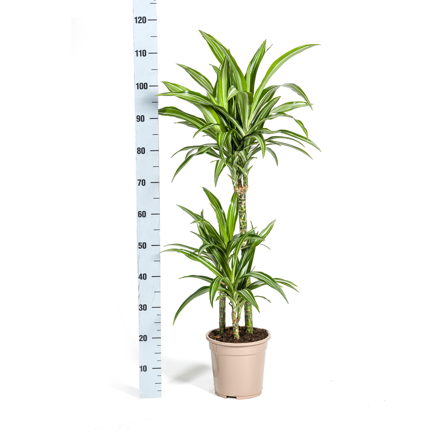 Dracaena Deremensis White Stripe mit Korb Ø21cm - ↕90 - 110cm 