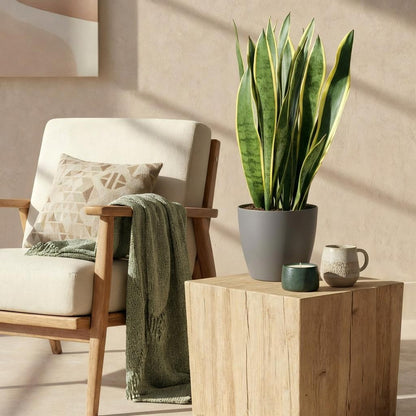 Green boutiQ - Zimmerpflanzen - Sansevieria Laurentii - Schwiegermutterzunge - Pflegeleicht - Grün - Gelb - 1 Pflanze - mit Potter Grau - Topf 21cm - Höhe 70-80cm 