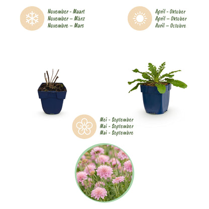 Skabiose 'Pink Mist' – Scabiosa columbaria 'Pink Mist' – 3 Pflanzen – Topf Ø11cm – Bienenfreundliche Staude für Garten & Balkon