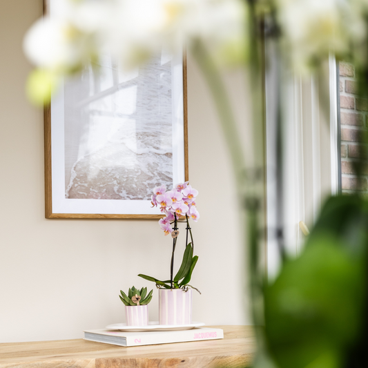 Geschenkset - Grüne Pflanze mit Rosa Phalaenopsis Orchidee Andorra in Painted Stripe Zierpflanzentöpfen auf Weißem Organischen Tablett