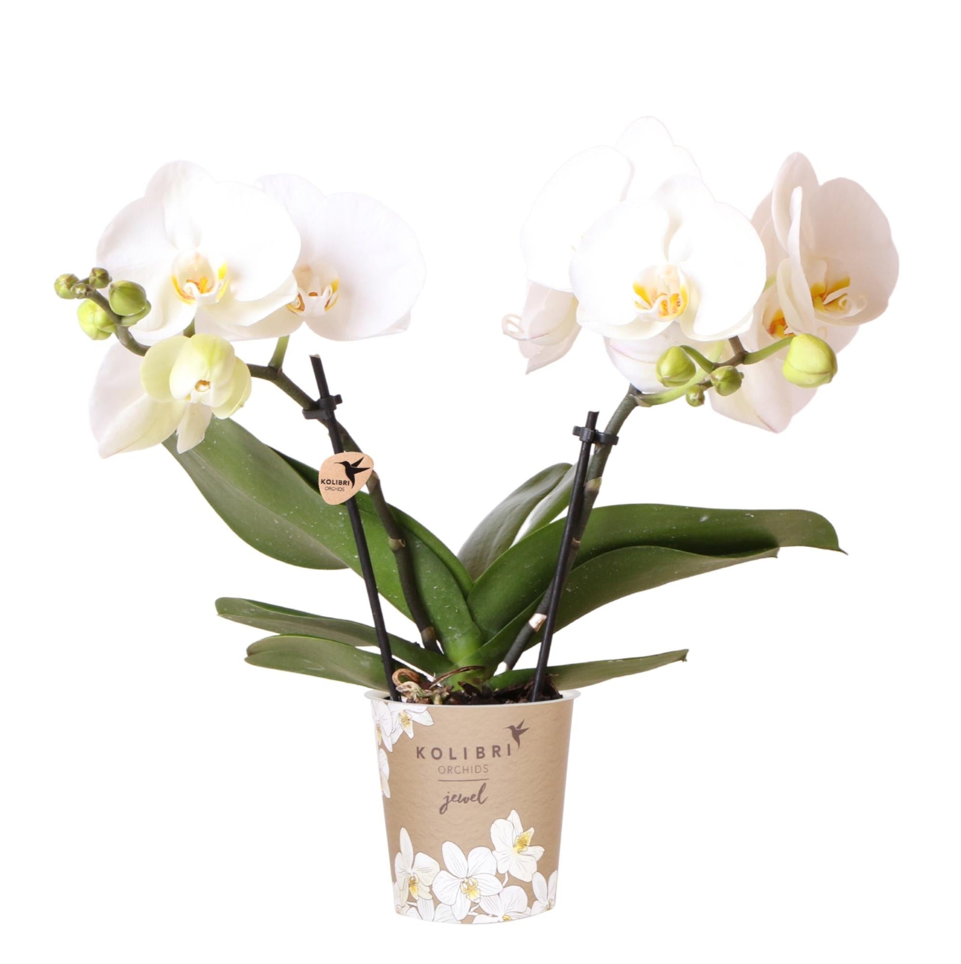 Kolibri Orchids | weiße Phalaenopsis Orchidee Topfgröße Ø9cm | Juwel Grönland - blühende Kampferpflanze - frisch vom Züchter 