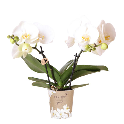 Kolibri Orchids | weiße Phalaenopsis Orchidee Topfgröße Ø9cm | Juwel Grönland - blühende Kampferpflanze - frisch vom Züchter 