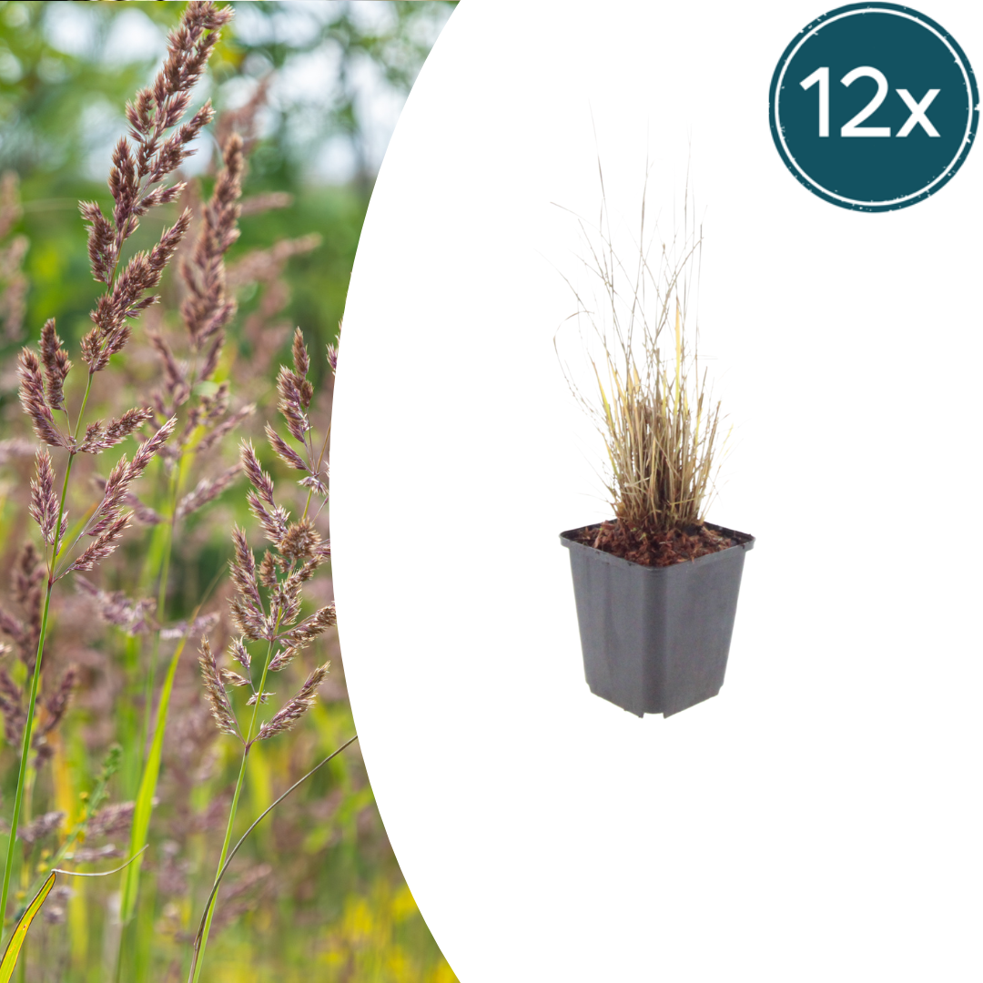 Calamagrostis brachytricha – 12 Pflanzen Diamantgras – 10-25cm – Ø9cm – Winterhartes Ziergras mit rosafarbenen Blütenrispen – Gartengras für Beet & Halbschatten