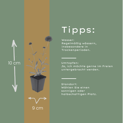 Knautia macedonica – 48 Pflanzen – Ø9cm – Höhe 10-25cm – Winterharte Staude – Tiefrote Blütendolden – Bienen- & Schmetterlingsfreundlich für Beet & Präriegarten