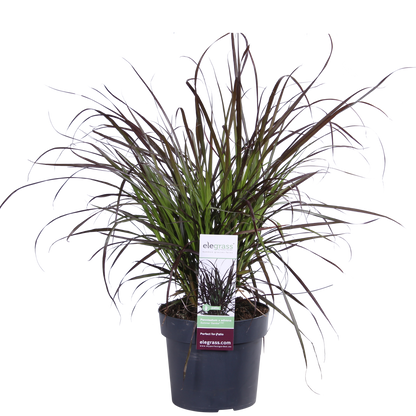 Lampenputzergras - Pennisetum x advena 'Summer Samba' - Ø19cm - ↕50cm