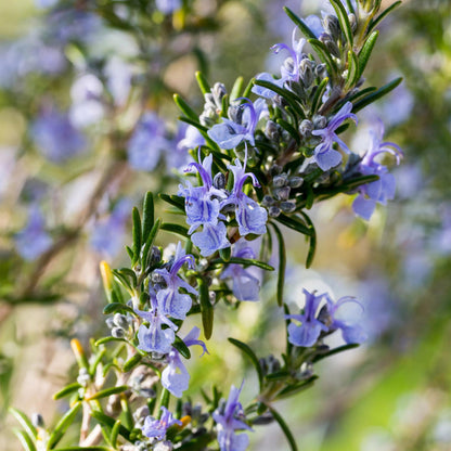 GreenboutiQ - Stamm Pflanze - Rosmarinus officinalis - Terrassen Pflanze - Immergrün - Winterhart - Lila Blüte - Topf 19cm Höhe 90cm 