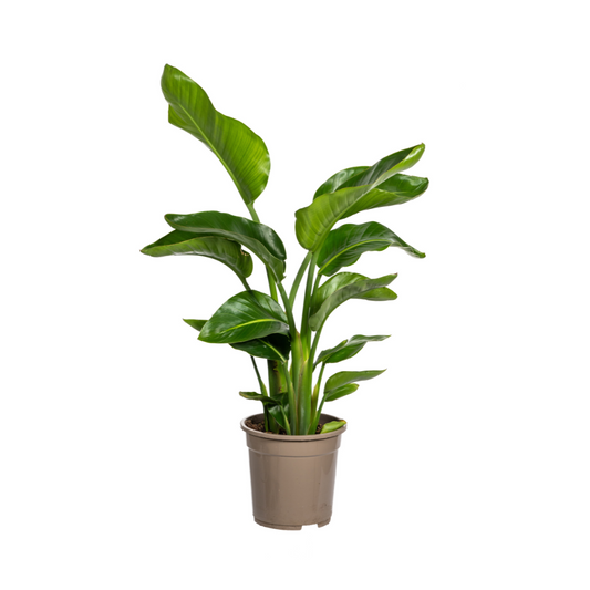 Baum-Strelitzie - Strelitzia Nicolai - Zimmerpflanze - Ø21cm - ↕90 - 110cm