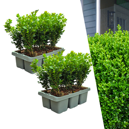 Buchsbaum – Buxus NewGen Freedom – 12 Pflanzen – Ø7 cm Topf – ca. 15 cm hoch – winterhart & pilzresistent – ideal für Hecken & Formschnitt 