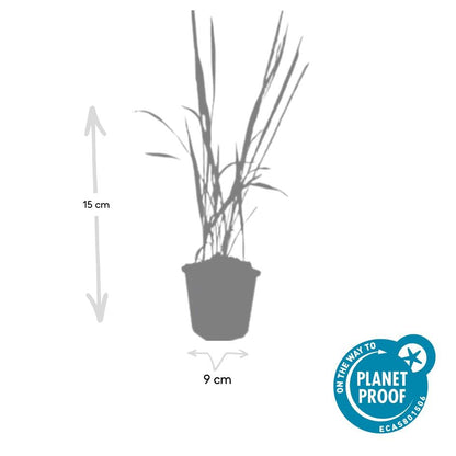 Japanisches Blutgras - Imperata cylindrica 'Red Baron' - ↕10-25cm - Ø9cm - 20 Stück