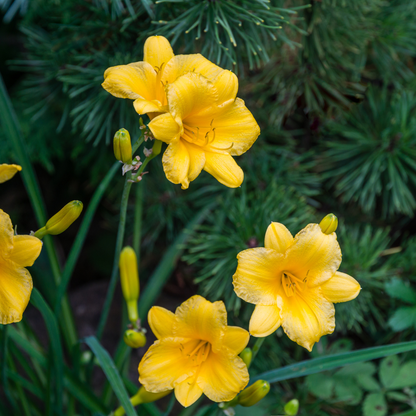 Hemerocallis Stella de Oro – 12 Pflanzen – Ø9cm – Höhe 10-25cm – Goldgelbe Taglilie – Dauerblühende Staude – Winterhart für Beet & Steingarten