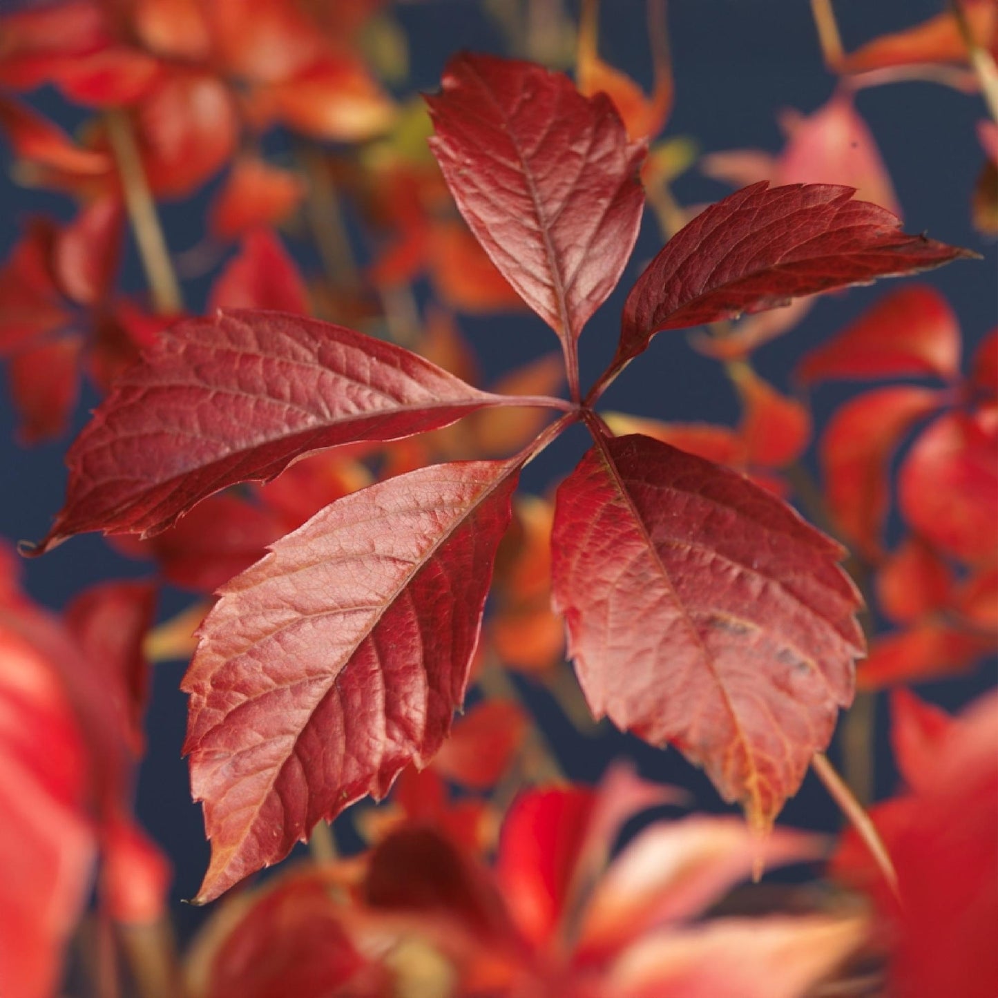 Selbstklimmender Mauerwein - Parthenocissus Engelmannii - Blatt Grün Rot - Wenig Pflege - 2 Pflanzen - Topf 11cm Höhe 40cm