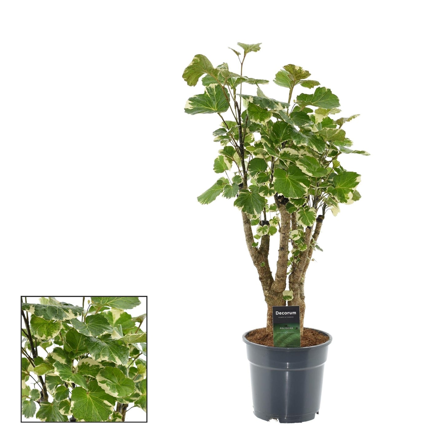 Polyscias Balfouriana – Zimmerpflanze – Ø17cm – ca. 50cm hoch – Dekorativer Aralienstrauch – Pflegeleicht & buschig – Für helle bis halbschattige Innenräume 