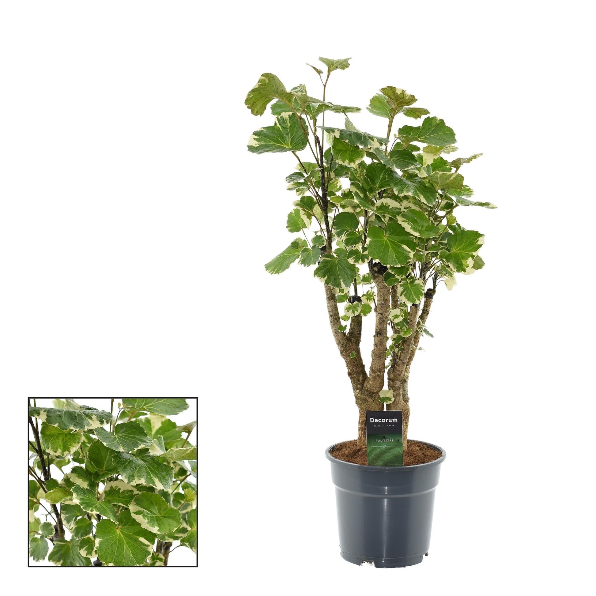 Polyscias Balfouriana – Zimmerpflanze – Ø17cm – ca. 50cm hoch – Dekorativer Aralienstrauch – Pflegeleicht & buschig – Für helle bis halbschattige Innenräume 