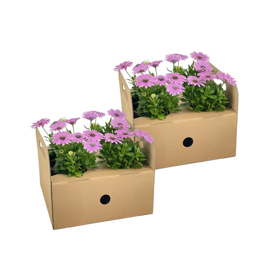 Kapmargerite - Osteospermum ecklonis Pink - Ø12 cm - ↕20 cm - 8 Pflanzen 
