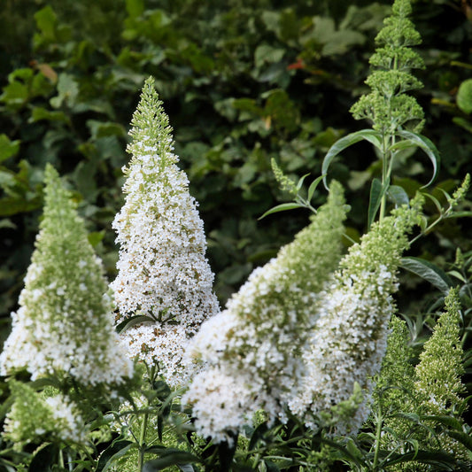 Schmetterlingsstrauch Buddleja davidii White Profusion – Weiße Blüten – Bienfreundlich & Schmetterlingsanziehend – Laubabwerfend – Höhe 17–25cm 