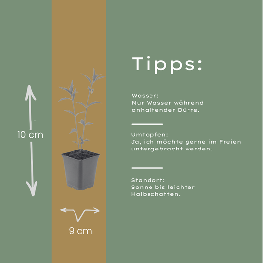 Kalimeris incisa Blue Star – 24 Pflanzen – Ø9cm – Höhe 10-25cm – Winterharte Staude – Hellblaue Blüten – Pflegeleicht für Beet, Steingarten & Naturgarten
