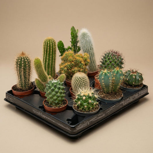 Kaktus-Set 6 Stück mit Mini-Keramiktöpfen Barcelona 
