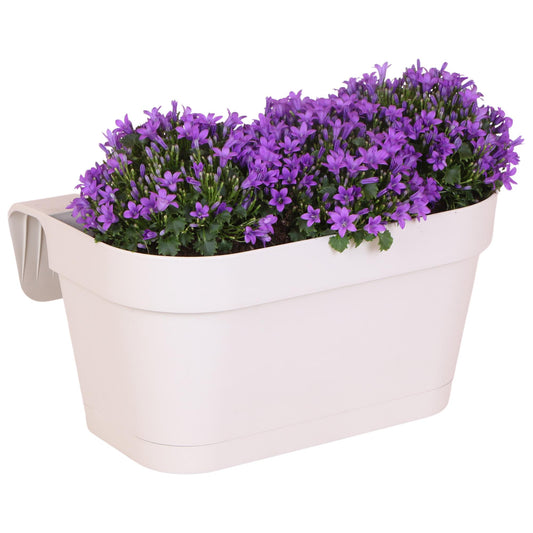Campanula Addenda Ambella Intensives Violett - Balkonpflanzer weiß mit 3 Campanula-Töpfen Größe 12cm - Inkl. Aufhängesystem - Glockenblume violett - Stauden