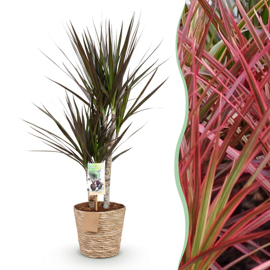 Green boutiQ - Zimmerpflanzen - Dracaena Magenta - Drachenbaum - Wenig Pflege - mit Korb - Rot - 1 Pflanze - Topf 17cm - Höhe 70-80cm 