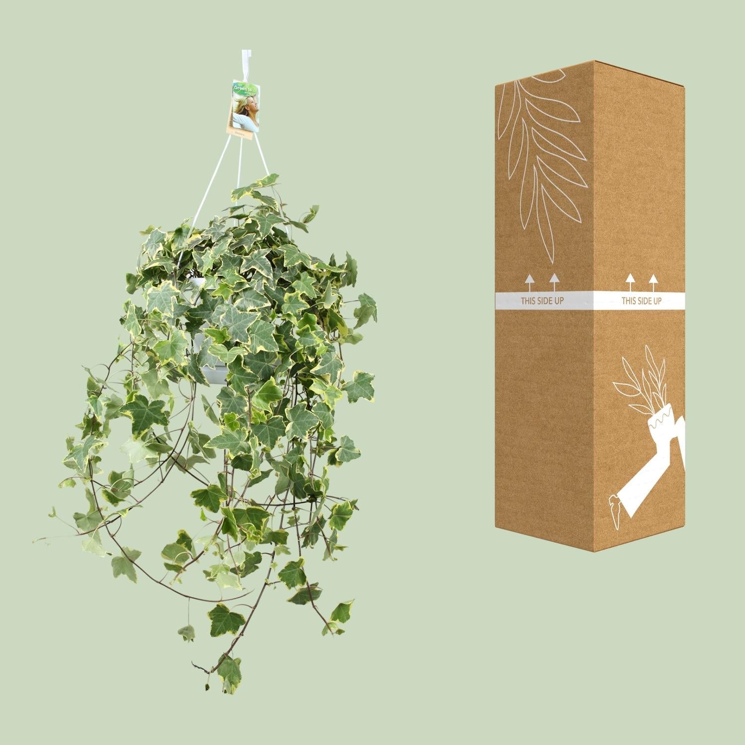 Efeu – Hedera Helix 'Gold Child' – Zimmerpflanze – Ø24 cm Topf – Höhe ca. 60 cm – Hängend & Rankend – Luftreinigend – Pflegeleicht 
