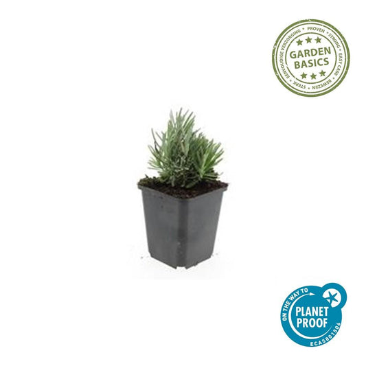 Lavendel Lavandula angustifolia 'Dwarf Blue' – ↕10-25cm – Ø9cm – 6 Pflanzen – Zwerglavendel, Duftend, Silbergrünes Laub, Bienenfreundlich, Winterhart 