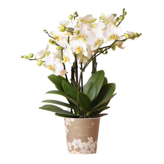 Phalaenopsis Orchidee Weiß - Lausanne- Topfgröße Ø12cm - Zimmerpflanze