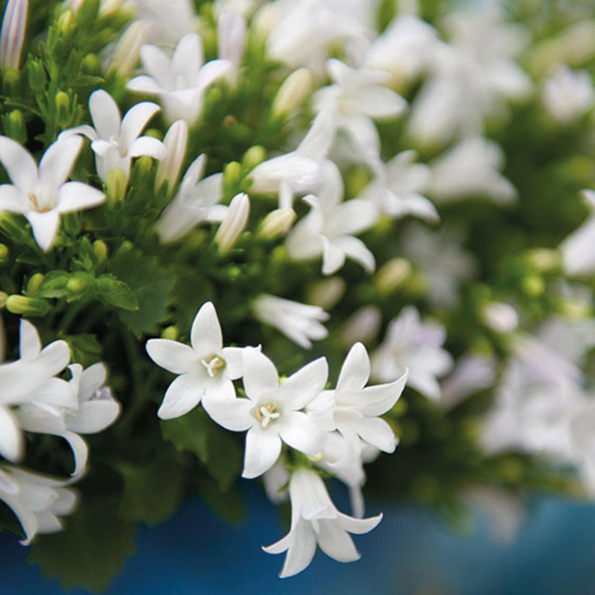 Campanula Addenda - Glockenblume weiß Topfgröße 12cm - 2m2 Bodendecker - 12 Pflanzen - Ambella Weiß - Winterhart 