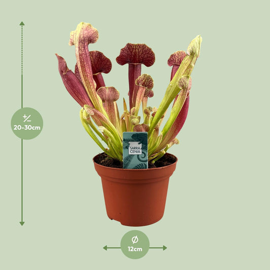 Sarracenia Barba – 25cm – ø12cm – Fleischfressende Karnivore mit schlauchförmigen Blättern – Pflegeleichte Moorpflanze für halbschattige Standorte – Auffällige Deko-Pflanze für Innen & geschützte Außenbereiche 