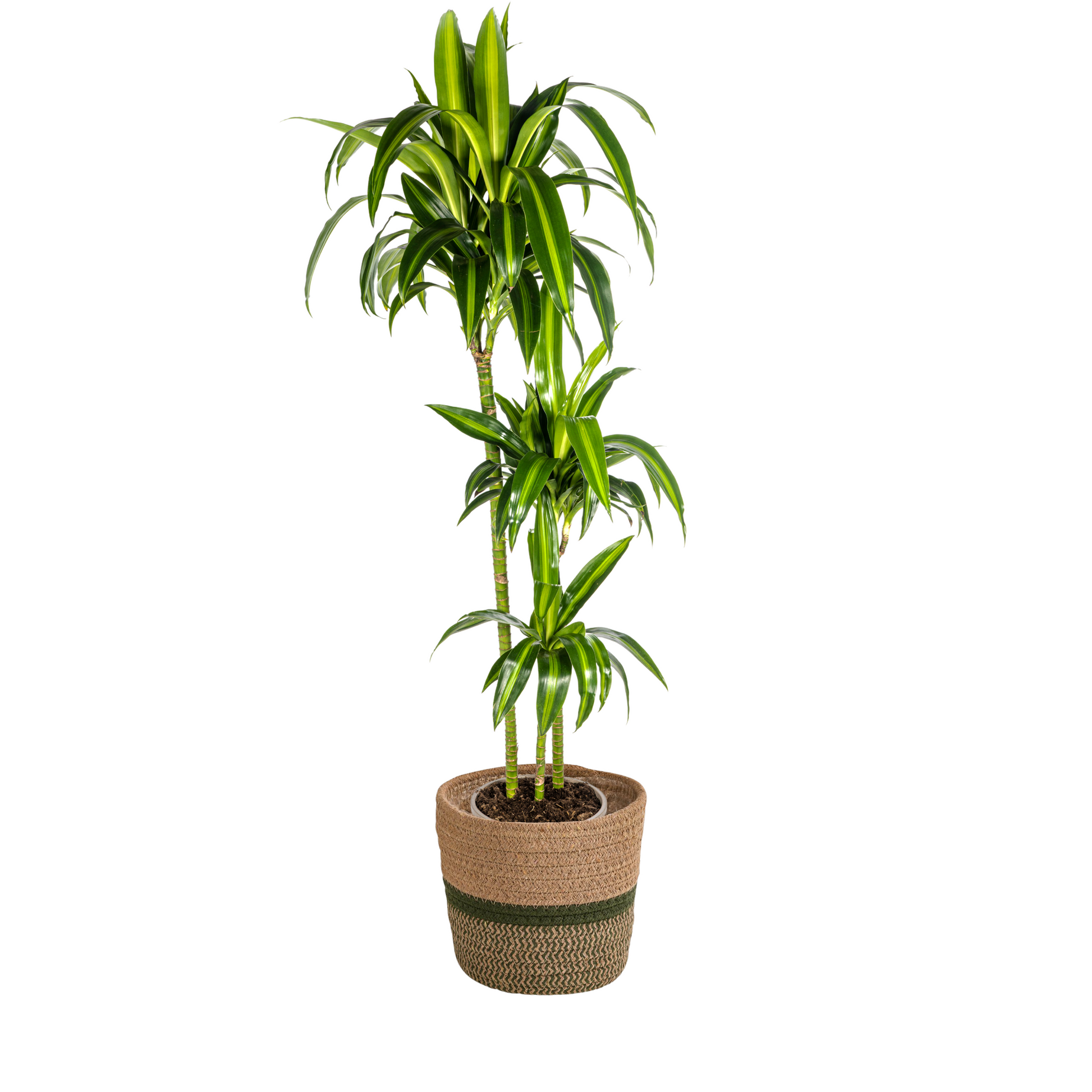 Dracaena Deremensis Hawaiian Sunshine mit Korb Ø24cm - ↕130 - 150cm 