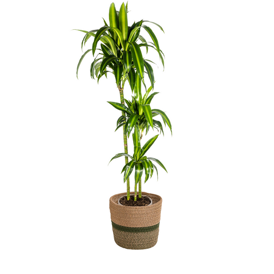 Dracaena Deremensis Hawaiian Sunshine mit Korb Ø24cm - ↕130 - 150cm 