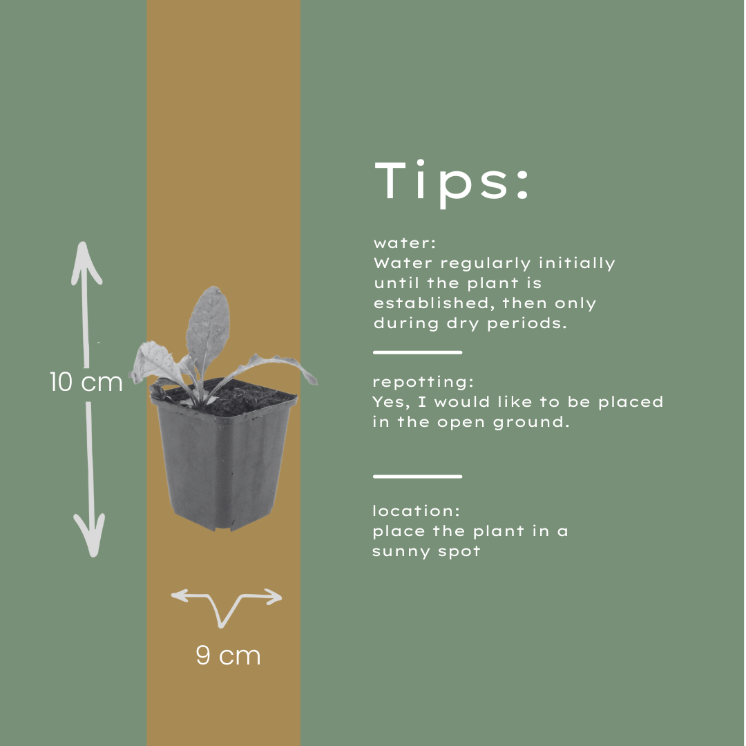 Kugeldistel Echinops ritro – 12 Pflanzen – 10-25cm – Ø9cm – Winterharte Staude mit stahlblauen Blütenkugeln – Bienenfreundliche Gartenpflanze für sonnige Beete