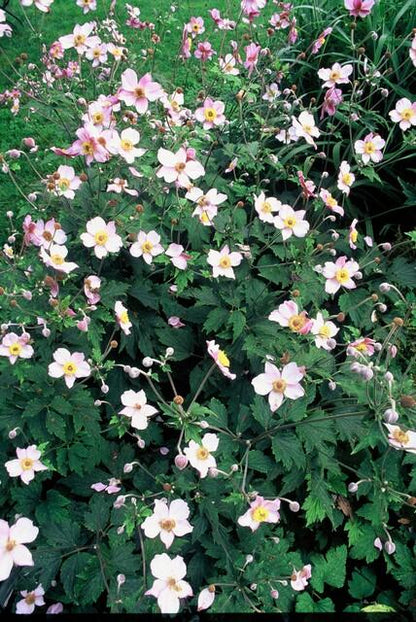 Filzige Herbst-Anemone - Anemone tom. 'Robustissima' - ↕10-25cm - Ø9cm - 60 Stück