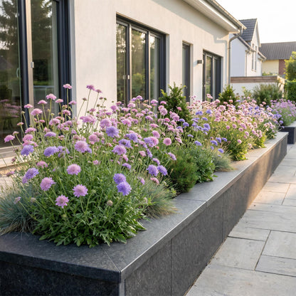 Skabiose-Duo – Scabiosa (Sortenmix) – 6 Pflanzen – Topf Ø11cm – Bienenfreundliche Staude für Garten & Balkon