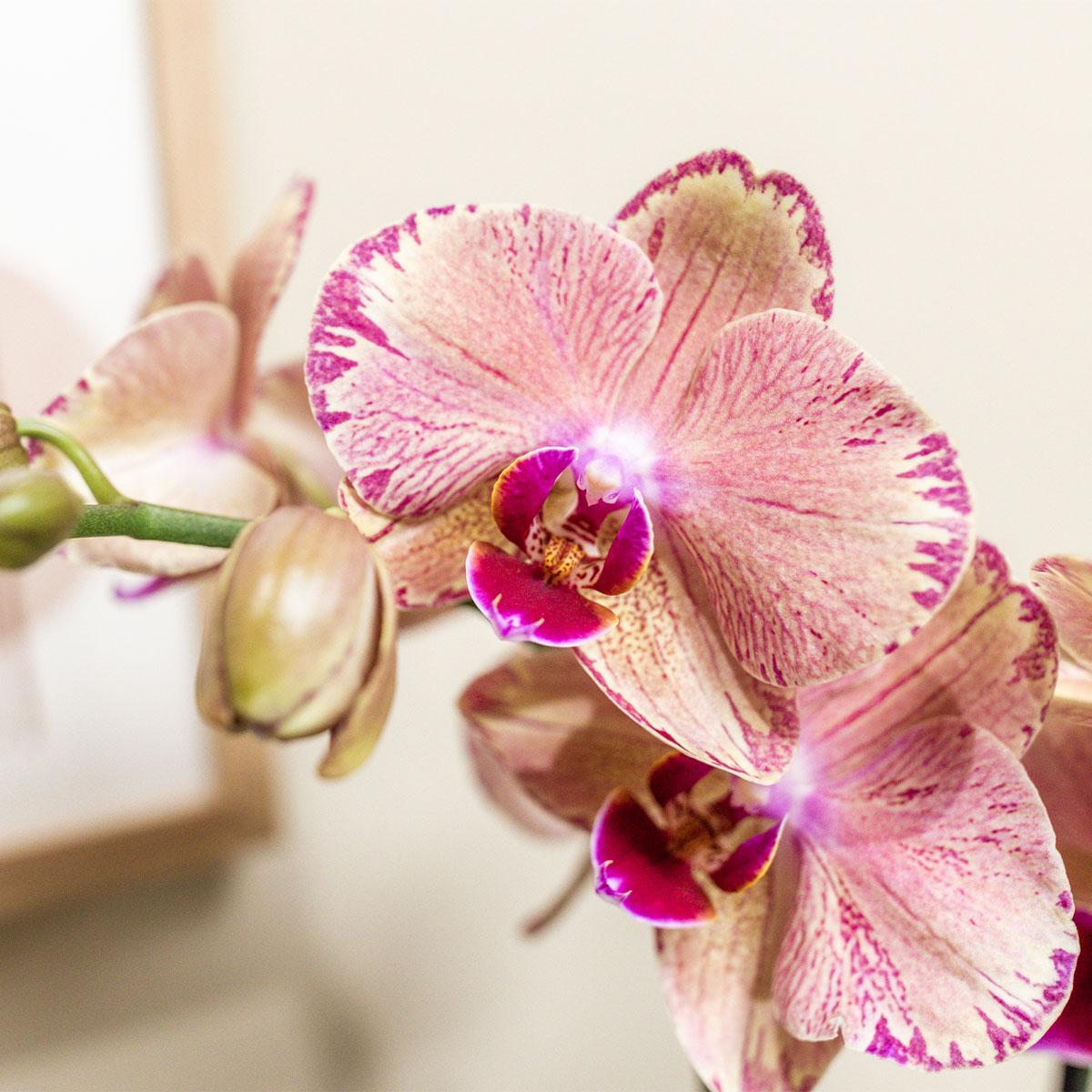 Phalaenopsis Orchidee „Jewel Pirate Picotee“ – Orange-Rosa – Ø12cm – Blühfreudige Zimmerpflanze mit Farbverlauf – Pflegeleicht – Für helle Standorte – Direkt aus der Gärtnerei 