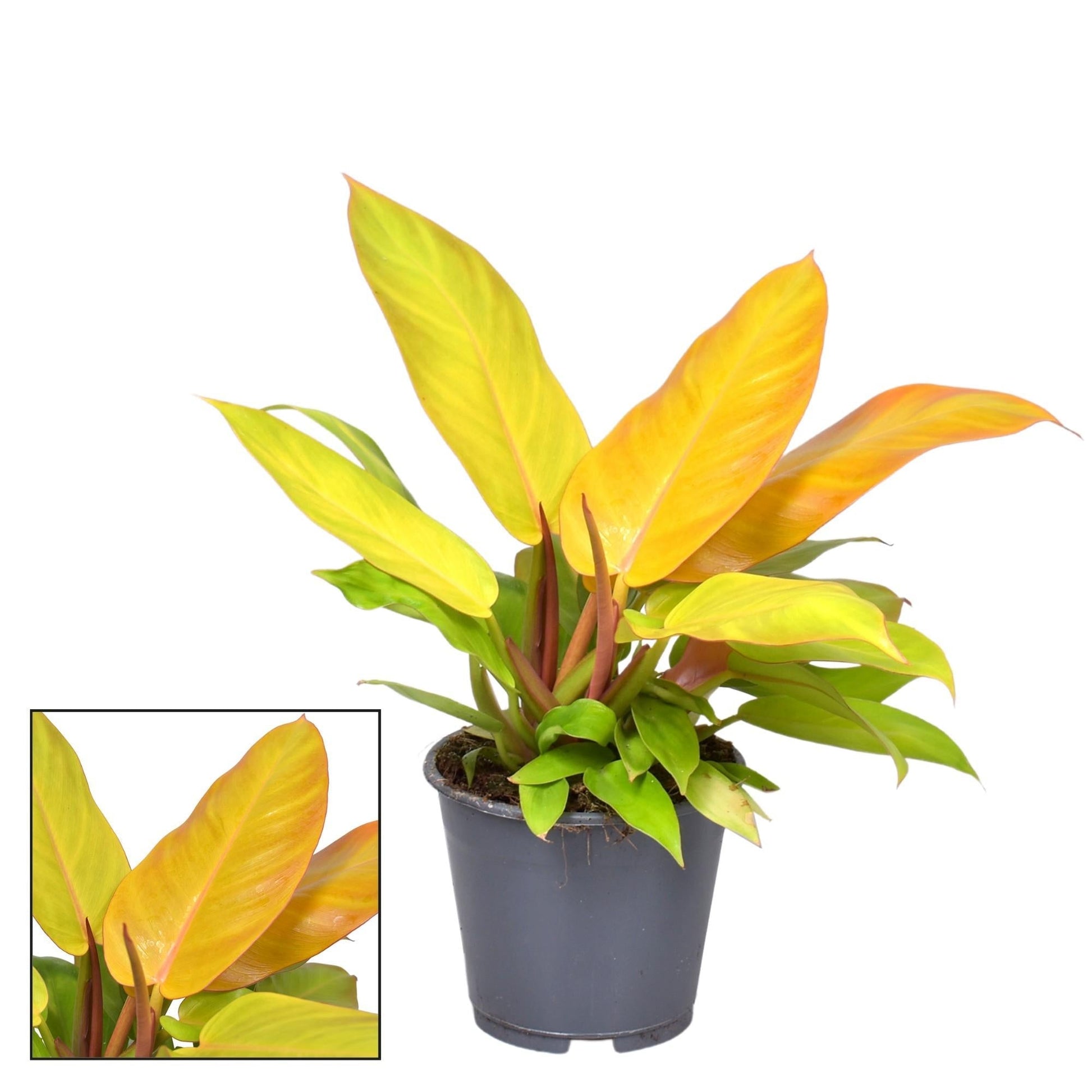 Philodendron Prince Of Orange – Zimmerpflanze – Ø14cm – ↕35cm – Farbwechselndes Laub von Orange bis Grün – Pflegeleicht & dekorativ 
