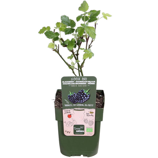 Brombeere - Rubus fruticosus Black Satin - Dornenlose Brombeerpflanze - Ø13cm - Höhe ca. 45cm - Winterharte Obstpflanze für Garten und Terrasse 