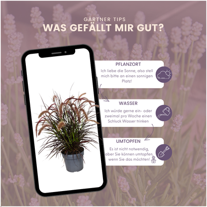 Pennisetum ‘Tiny Tails’ – kompaktes Lampenputzergras – 2 Pflanzen – Ø15cm – ↨40-50cm – winterhart & pflegeleicht – Ziergras für Garten, Kübel & Beete 