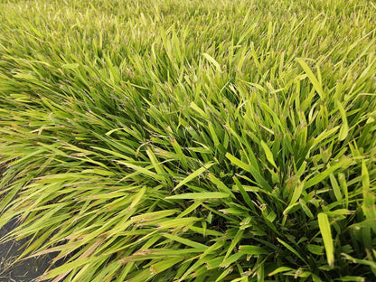 Japan-Zwergschilf - Hakonechloa macra - ↕10-25cm - Ø9cm - 60 Pflanzen - Pflegeleicht & winterhart