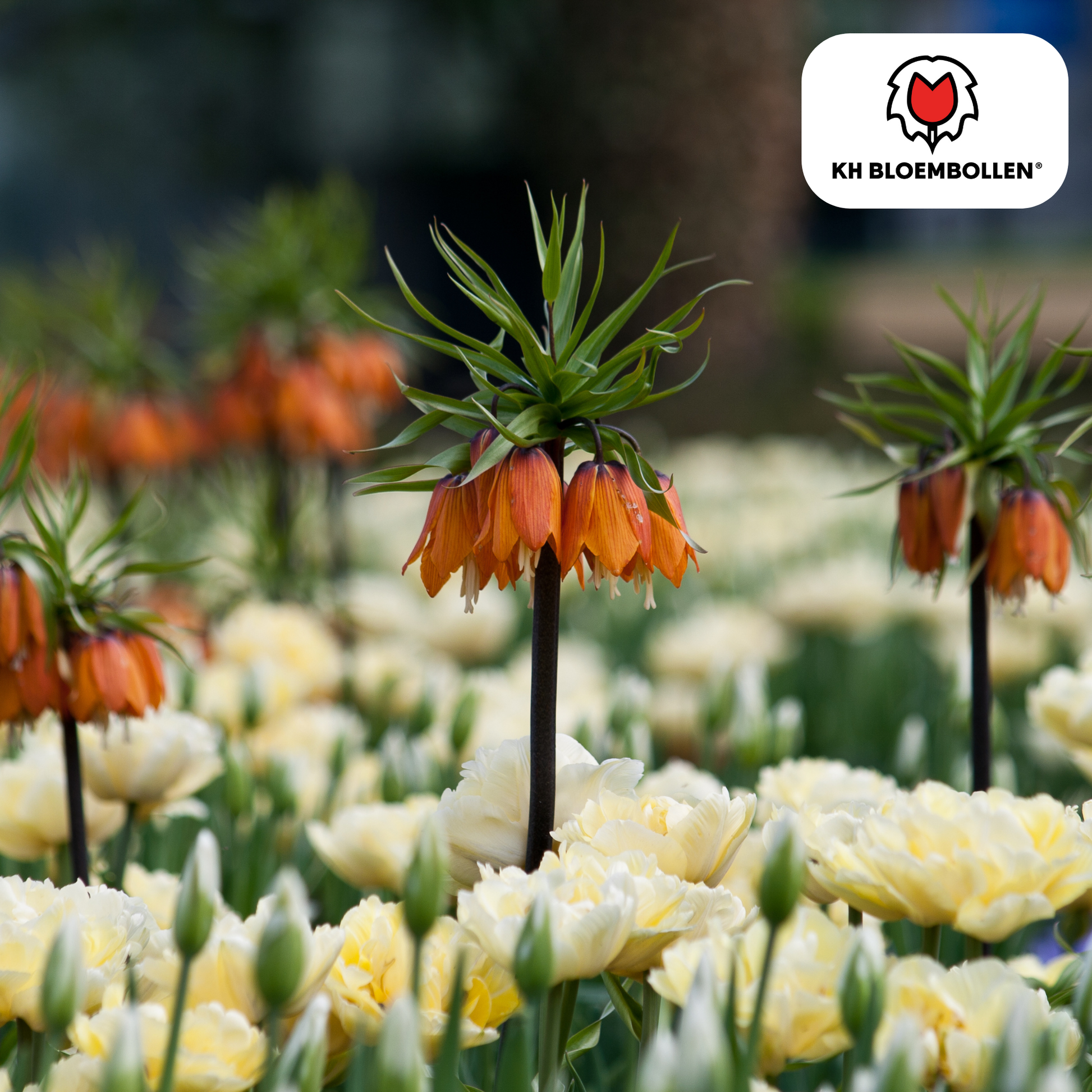 Fritillaria Kaiserkrone Rubra – 5 Blumenzwiebeln – Rot-Orange Frühlingsblüten – Ideal für Beete & Solitärpflanzungen 