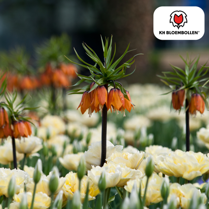 Fritillaria Kaiserkrone Rubra – 5 Blumenzwiebeln – Rot-Orange Frühlingsblüten – Ideal für Beete & Solitärpflanzungen 