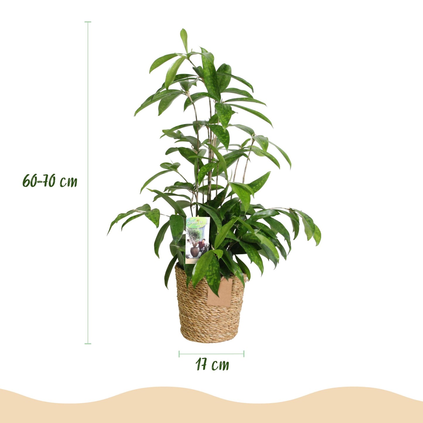Green boutiQ - Zimmerpflanzen - Dracaena surculosa - Drachenbaum - Wenig Pflege - mit Korb - Grün - 1 Pflanze - Topf 17cm - Höhe 60-70cm 