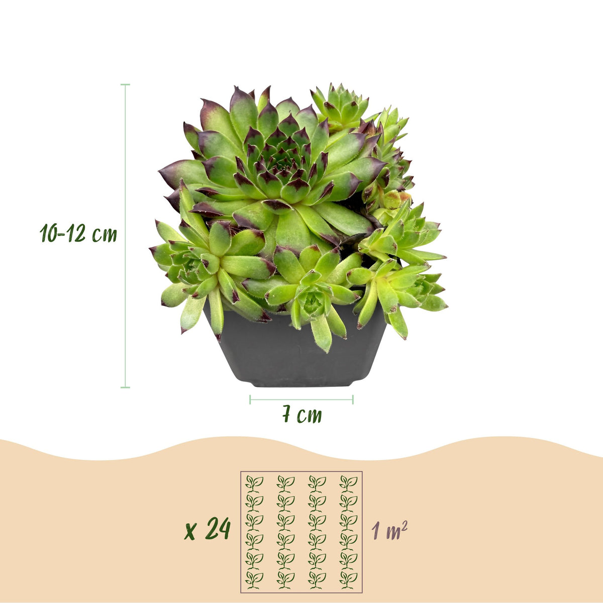 Hauswurz 'Big Sam' – Sempervivum 'Big Sam' – 6 Pflanzen – Topf Ø7cm – Höhe 10-12cm