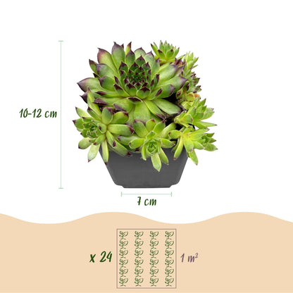 Hauswurz 'Big Sam' – Sempervivum 'Big Sam' – 6 Pflanzen – Topf Ø7cm – Höhe 10-12cm