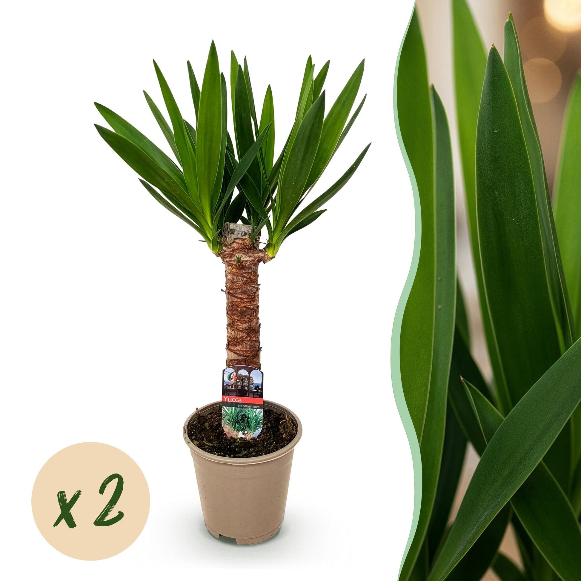 Palmlilie Yucca Elephantipes – 2 Pflanzen – 55cm – 14cm – Pflegeleichte Palmlilien mit schmalen grünen Blättern – Robustes Zimmerpflanzen-Duo für helle & halbschattige Wohnbereiche 