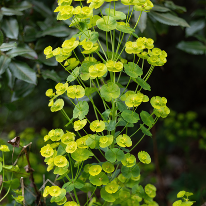 Euphorbia amygdaloides Robbiae – 12 Pflanzen Ø9cm – Höhe10-25cm – Immergrüner Bodendecker für Schatten & Halbschatten – Gelbgrüne Frühjahrsblüte – Winterhart pflegeleicht