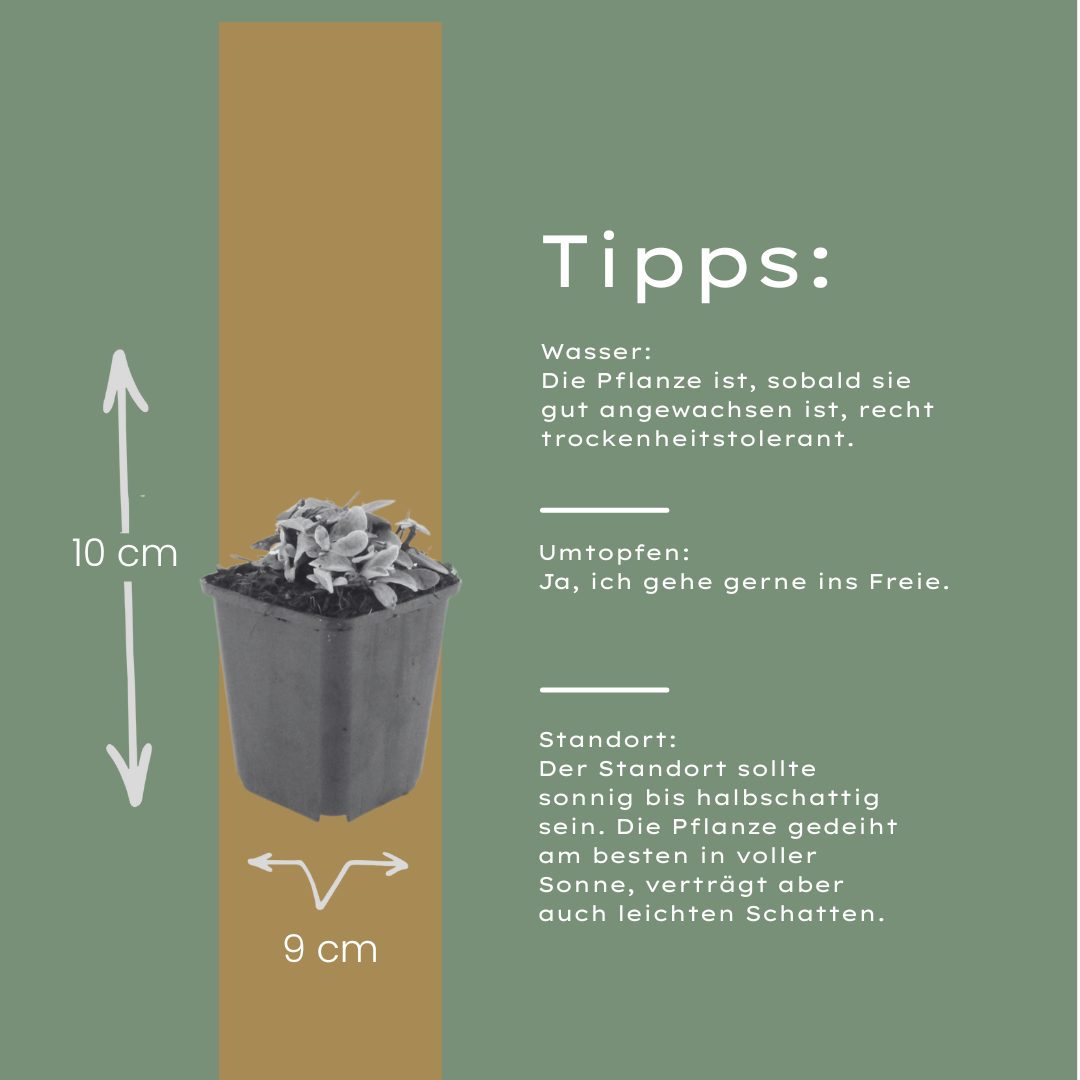 Perlkörbchen Anaphalis triplinervis – 24 Pflanzen Silberstaude für sonnige Beete – Winterharte Blütenstaude – 10-25cm – Ø9cm – Trockenheitsverträglich & insektenfreundlich