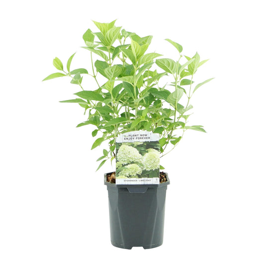 Rispenhortensie – Hydrangea panniculata Limelight – Blüte Limonengrün-Cremeweiß – 3 Pflanzen für 1m² – Laubabwerfend – Große Blüten – 17cm – Höhe ca. 50cm